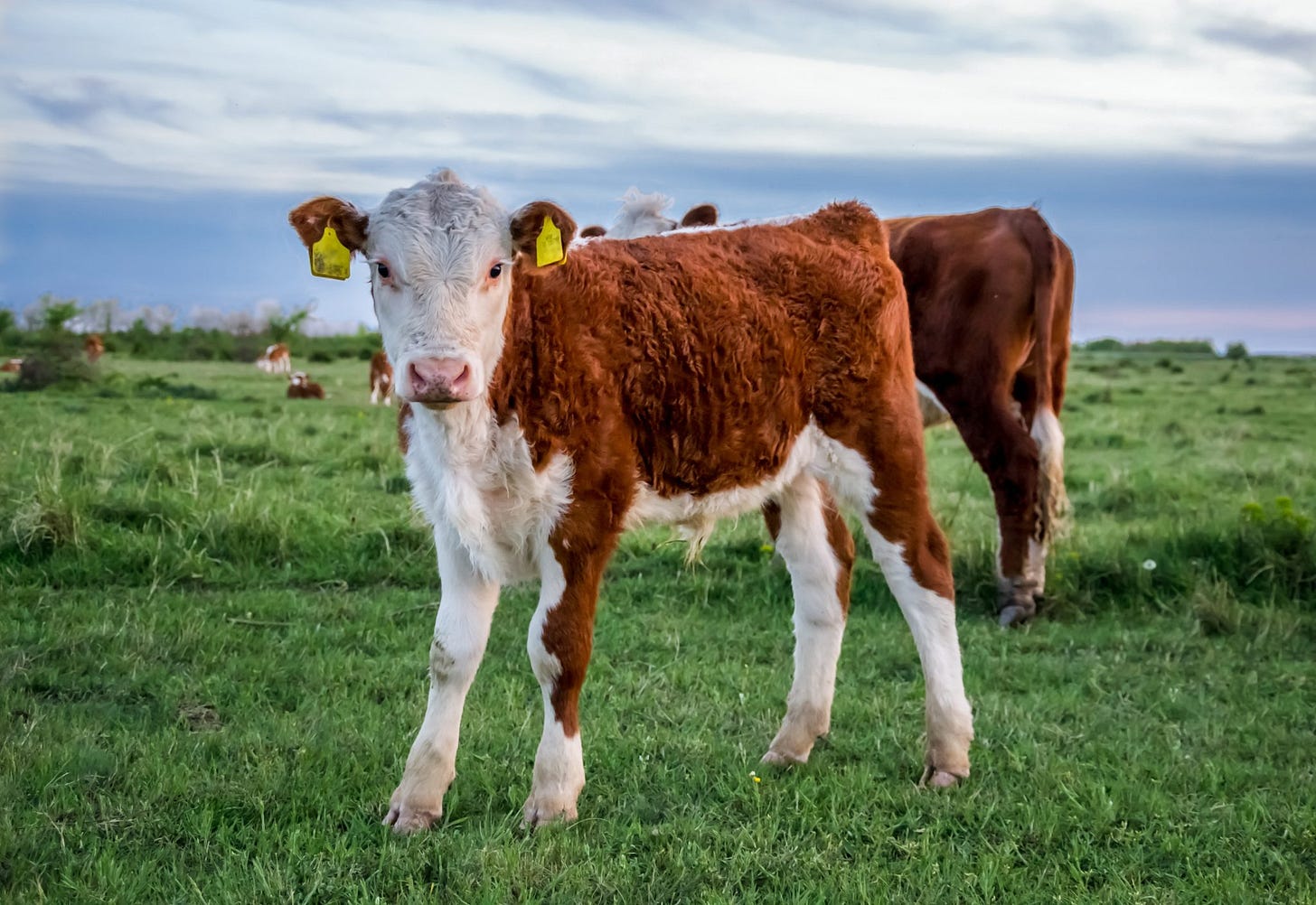 Raising Calves for Freezer Beef Production - Alabama Cooperative Extension  System