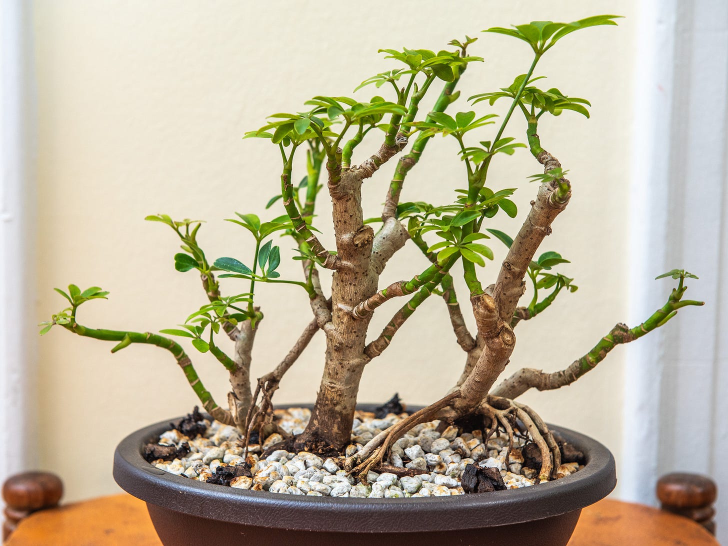 ID: Umbrella tree bonsai