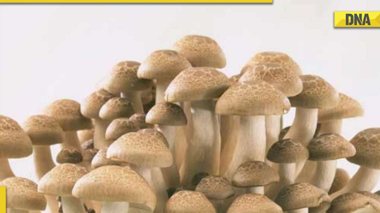 Include mushrooms in your diet immediately to beat diabetes: 6 benefits of mushrooms