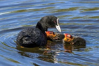 Adult with chicks, Trujillo, Spain