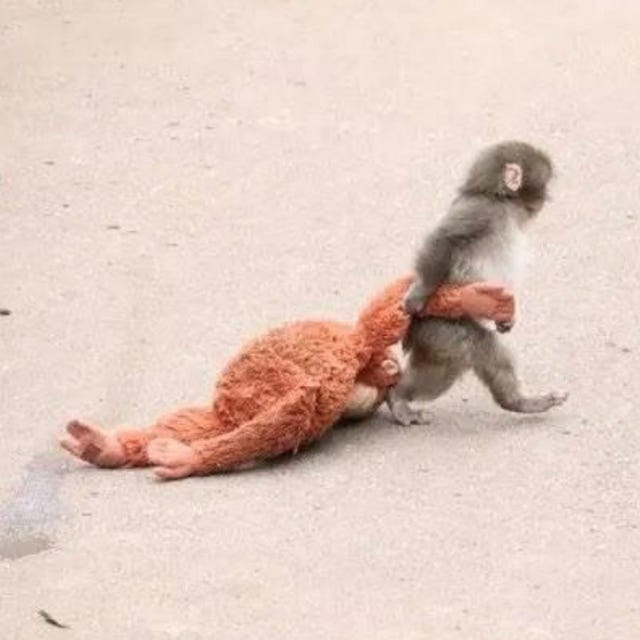 Why the Viral Monkey Punch Is Breaking Hearts Worldwide