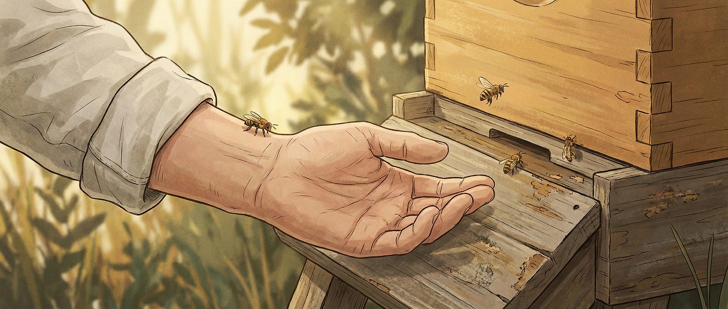 In a craft apiary setting, an unprotected human hand confidently engages a working beehive.