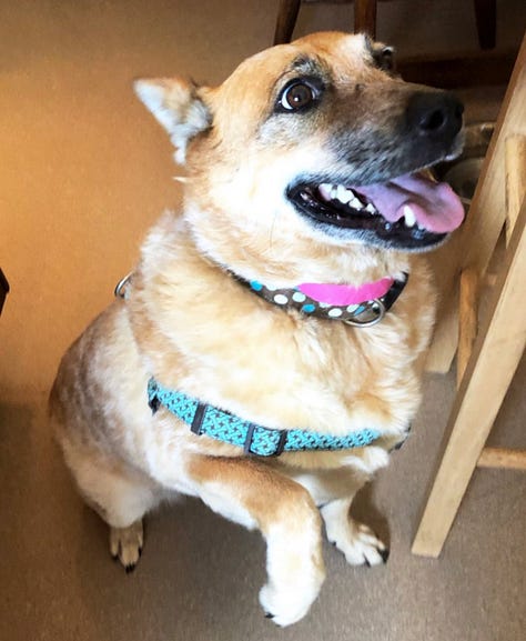 A variety of happy rescue dogs of different breeds