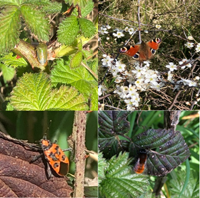 Gorse Shieldbug, Peacock Butterfly, Cinnamon Bug and Tawny Mining Be