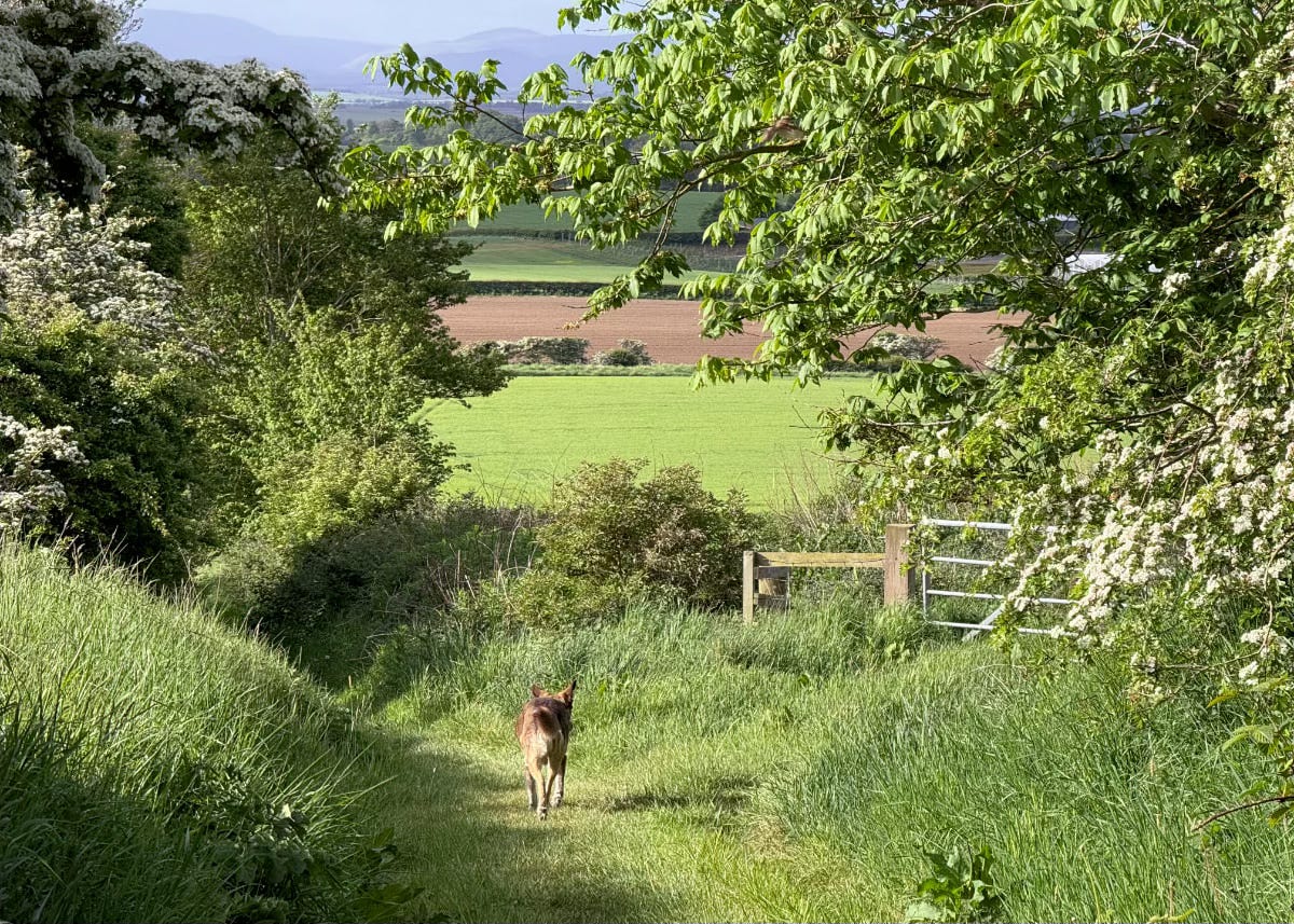 A dog wanders down a sunny grass track A dog wanders down a sunny grass track