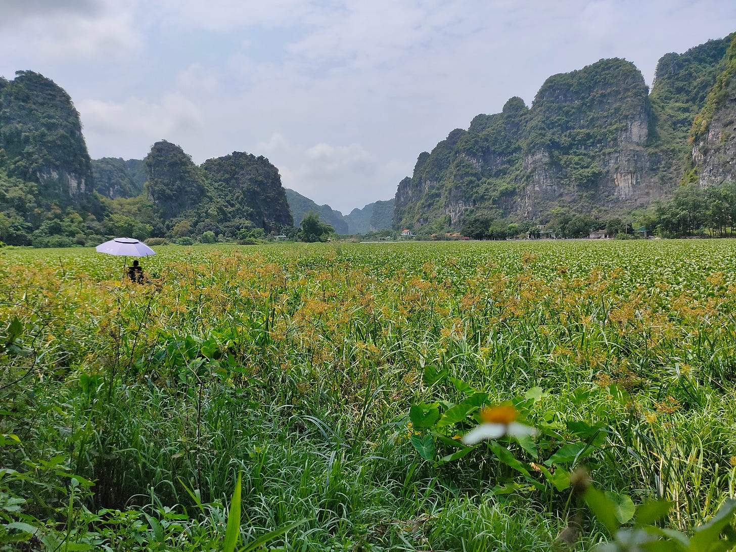 campo y montaña en ninh binh