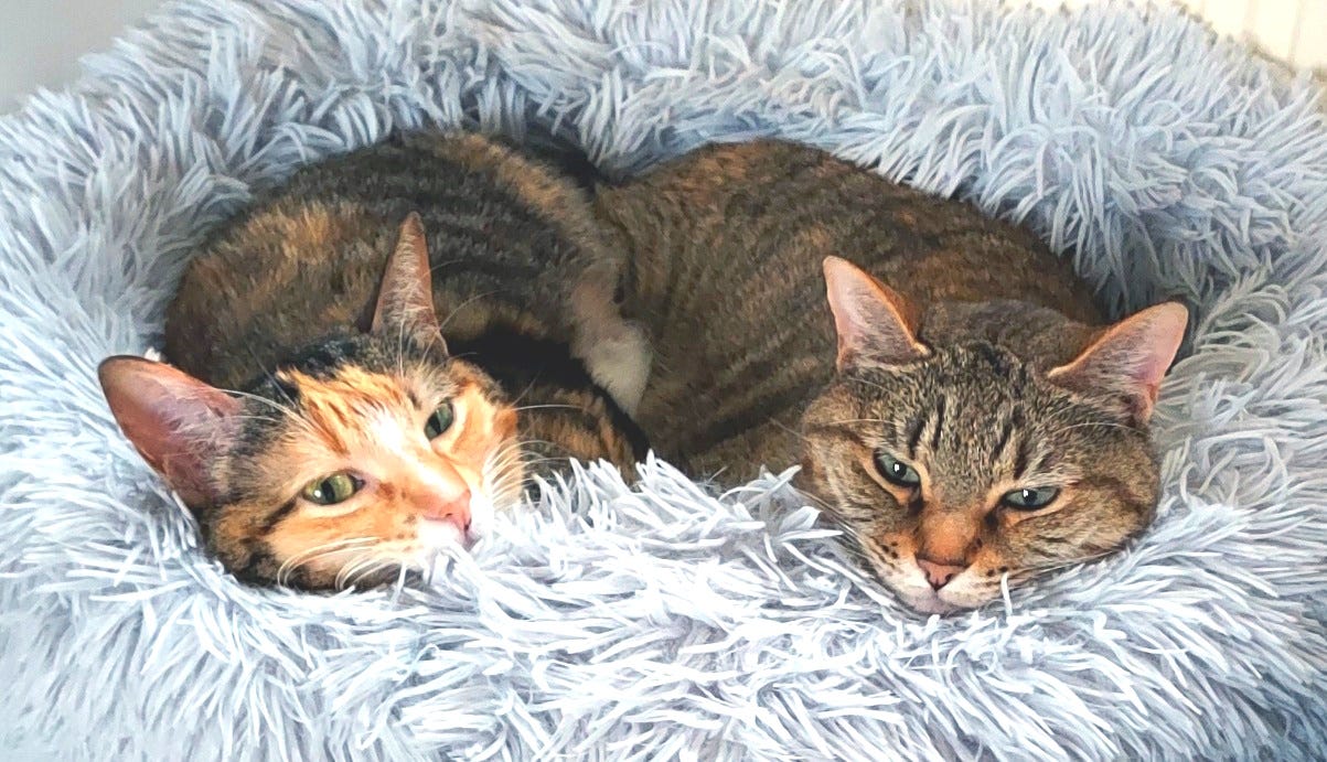 Two cats snuggled together in a fluffy cat bed