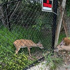 College of the Florida Keys Board Rejects Humane Gate for Trapped Key Deer, Fires President