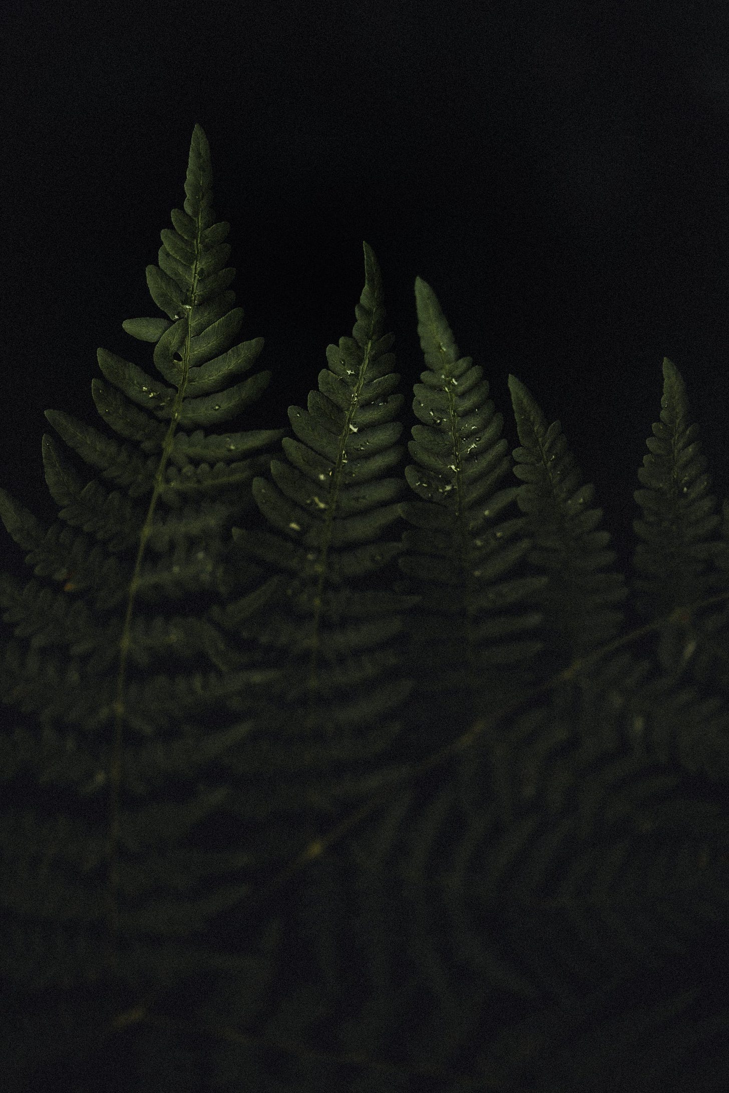moody plant portraits by nani annette moody plant portraits by nani annette