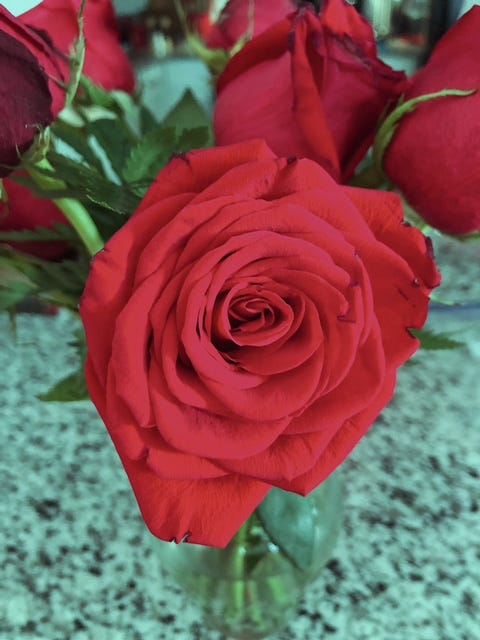 A red rose with a few roses behind it in a vase with a muted green-tinted filter over it.