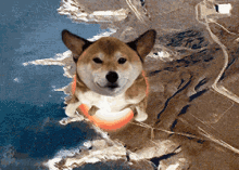 Dog Doggo GIF - Dog Doggo Cute GIFs Dog Doggo GIF - Dog Doggo Cute GIFs