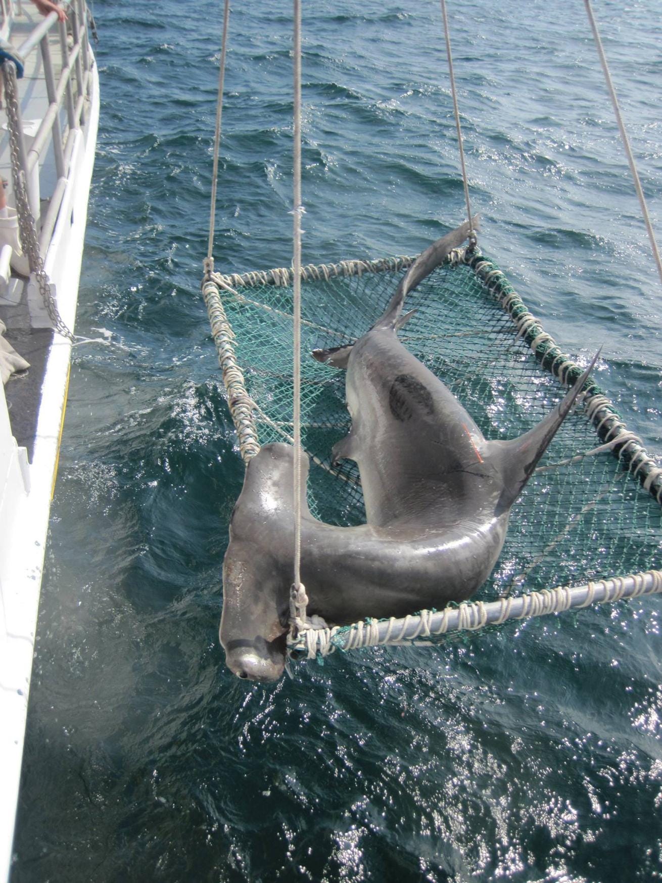 A great hammerhead shark being pulled up via gurny onto the deck for a workup. A great hammerhead shark being pulled up via gurny onto the deck for a workup.