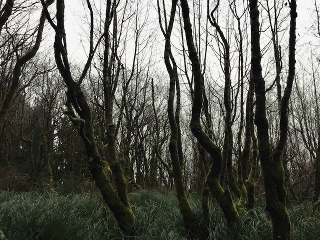Sparsely populated forest with medium size trees with lush dewy grass
