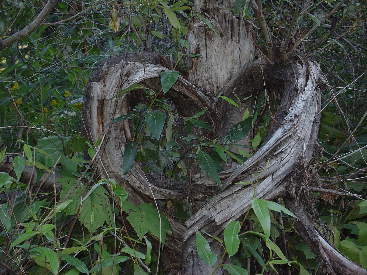 A tree shedding its bark into a shape of a heart!