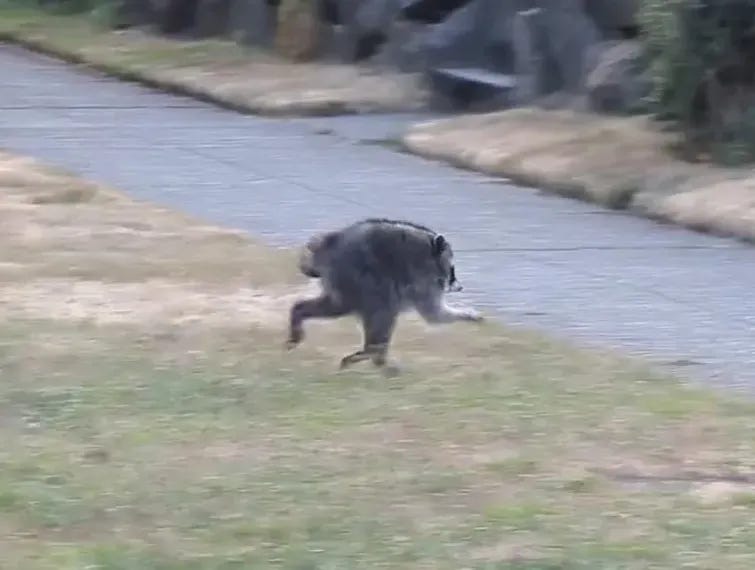 A very short raccoon with no tail running across a path