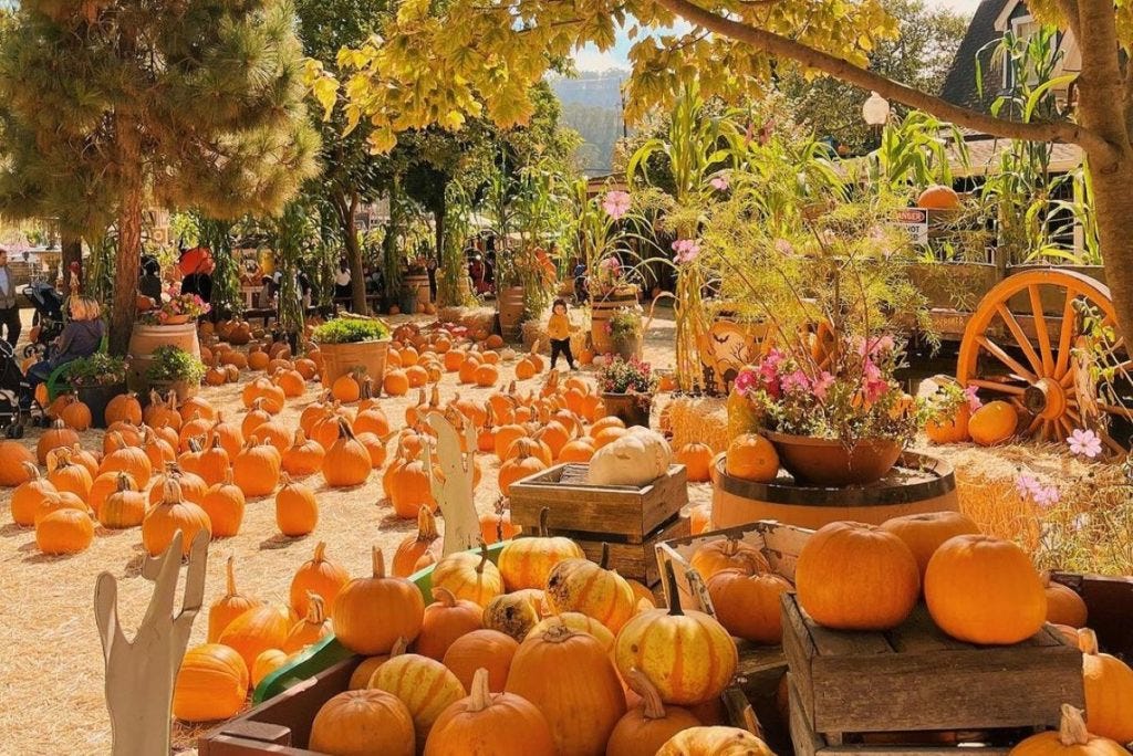 A child explores a pumpkin patch