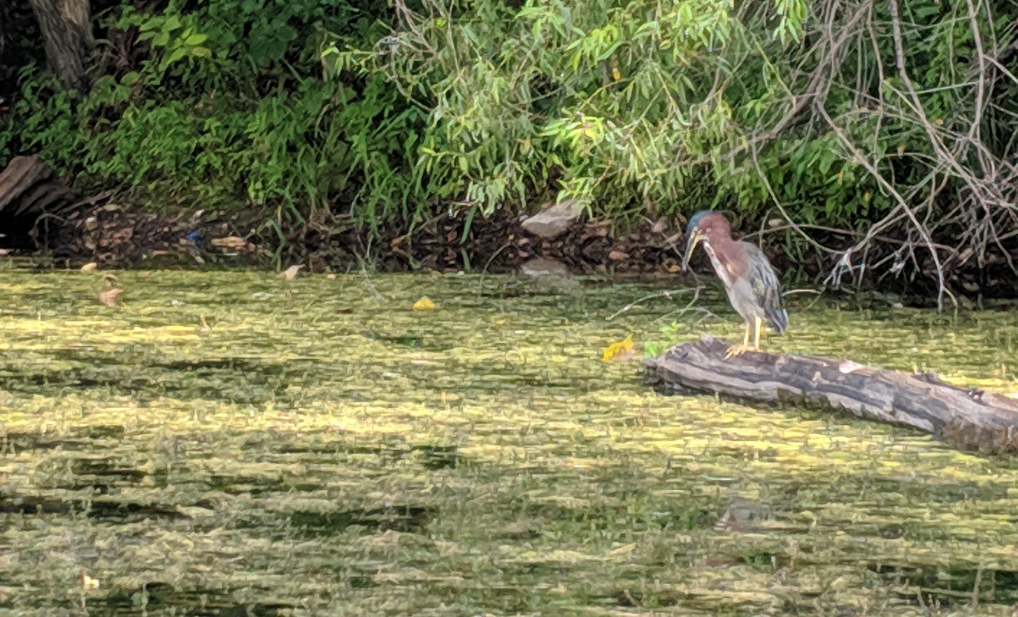 A green heron on a log on a lake edge in Lebanon Hills Regional Park.