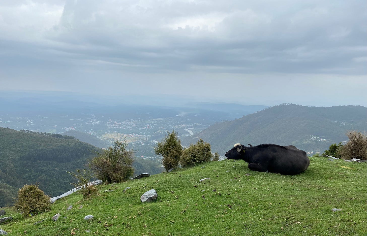 No moo jokes were made during this photograph. No moo jokes were made during this photograph.