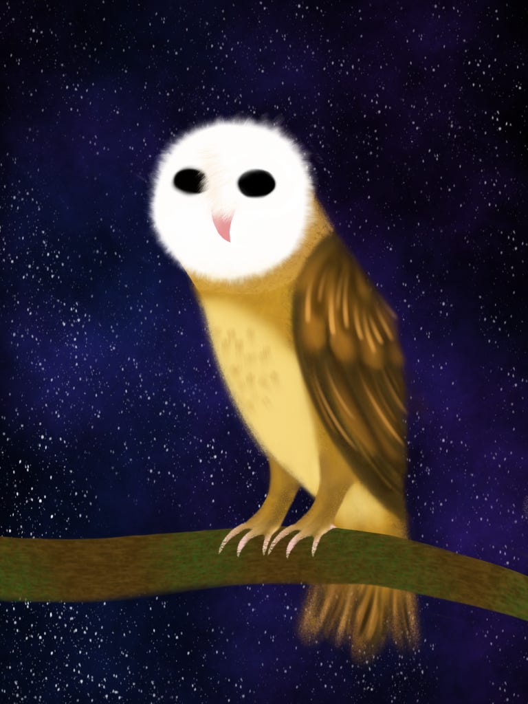 Barn_Owl