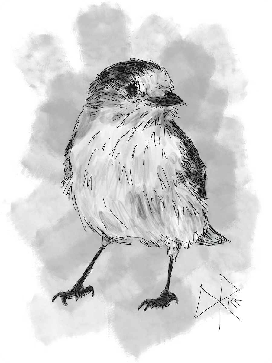 A whisky jack, looking up at me in a short pause while hunting for food in the snow. Sketch art by Don Rice.