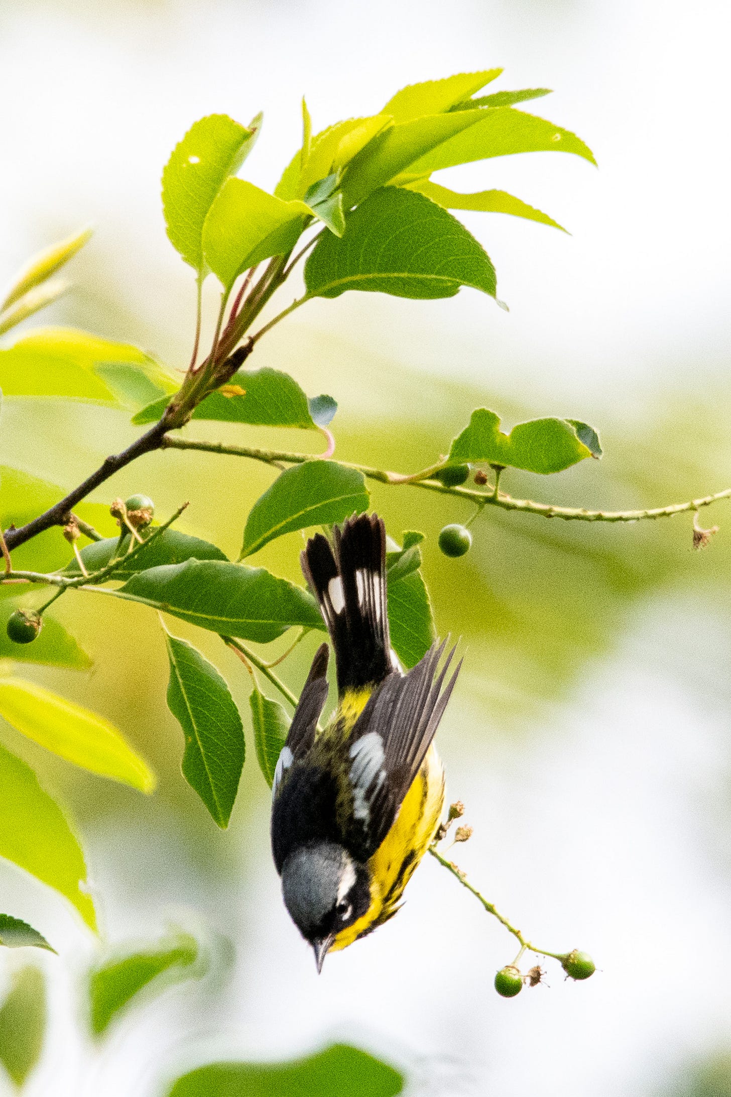 A late-season magnolia warbler, with a yellow breast and a black band across its eyes, drops straight down from a branch of a black cherry tree