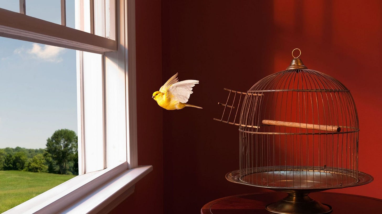 Comment récupérer un oiseau qui s'est envolé de sa cage ? - RTBF Actus Comment récupérer un oiseau qui s'est envolé de sa cage ? - RTBF Actus