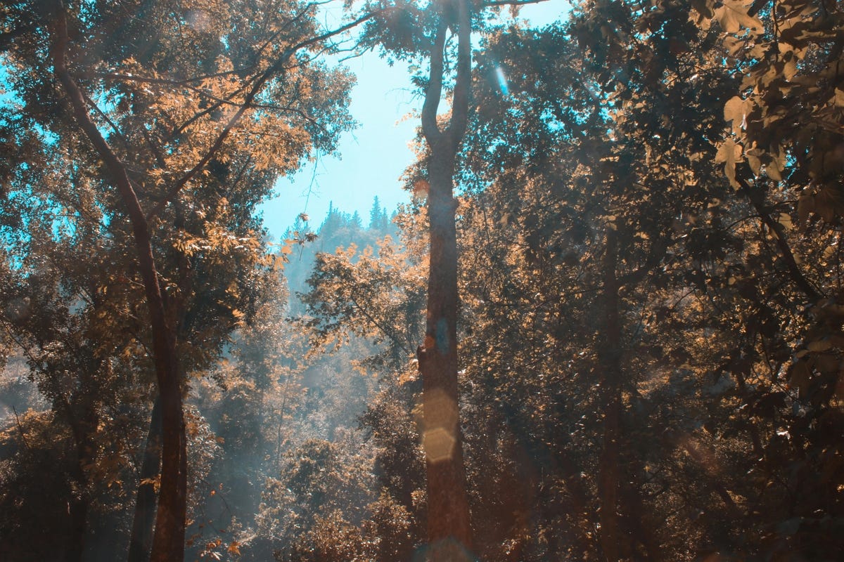 Une forêt avec des arbres