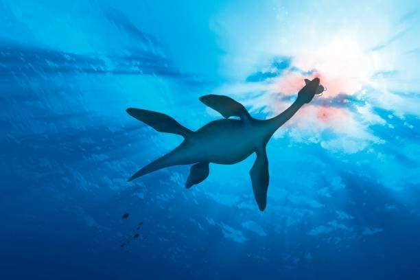 plesiosaur marine reptile, illustration - plesiosaur stock illustrations
