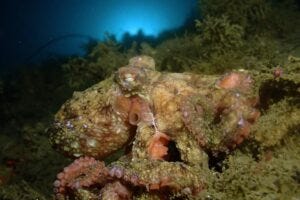 An octopus camouflages itself with the seafloor.