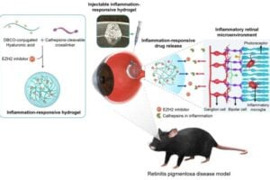 Schematic illustration of syringe-injectable inflammation-responsive hydrogel for suppression of inflammatory microglia for preventing photoreceptor death in retinitis pigmentosa.
