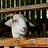 Smallholder Journal