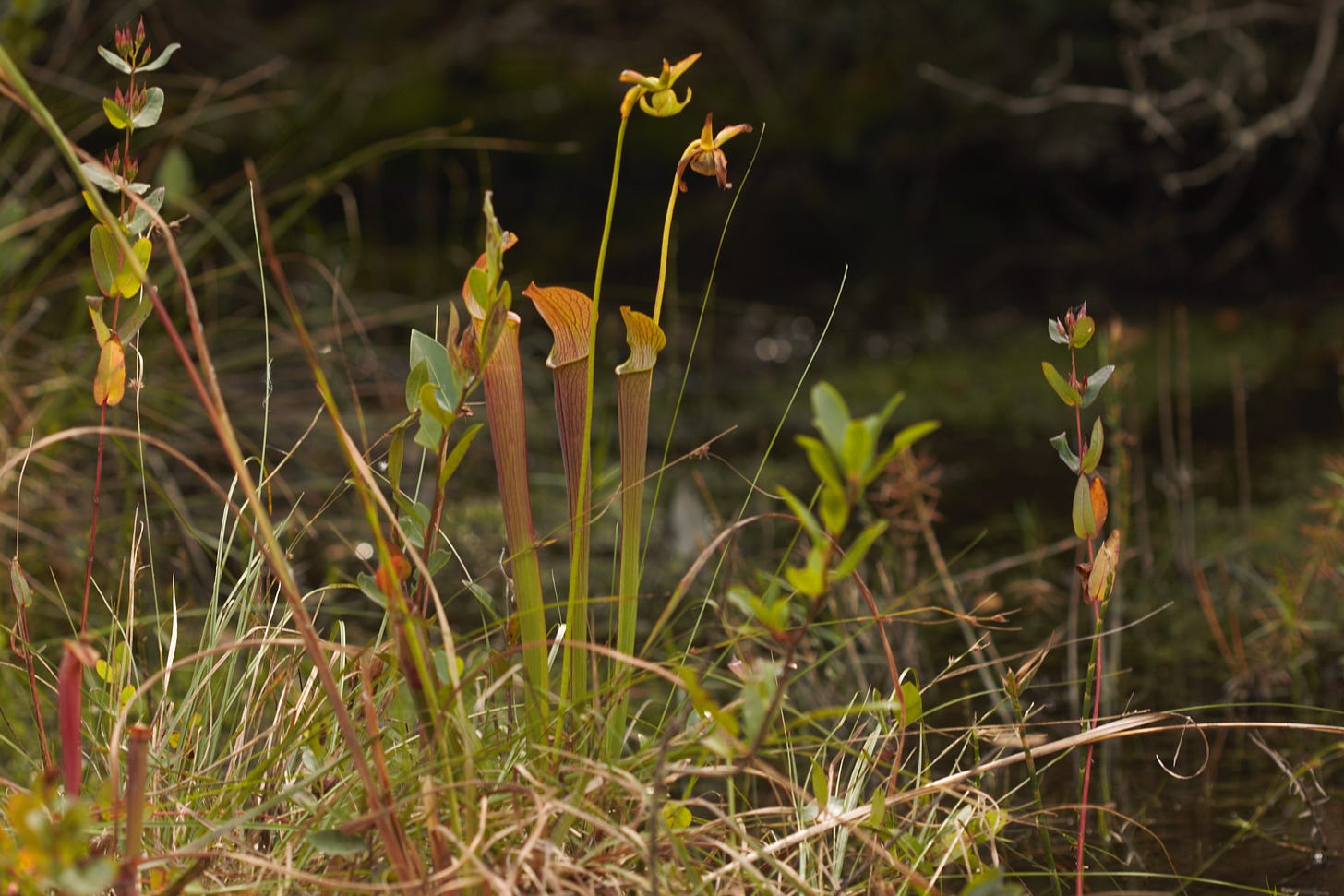 A crummy photo of overexposed red pitcherplants with two greenish red flowers rising above them on long, nodding stalks. In the background is darkness, dark water, and a lot of other green plants.