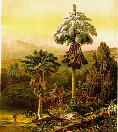Painting from 1913 named: The Shade Palm in Ceylon