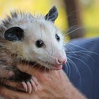Animals in Their Freeze Instincts