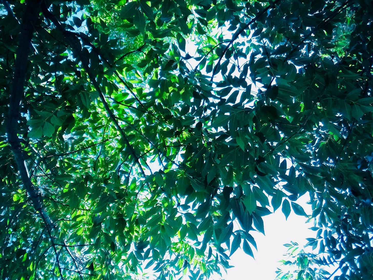 View of sky through green tree leaves