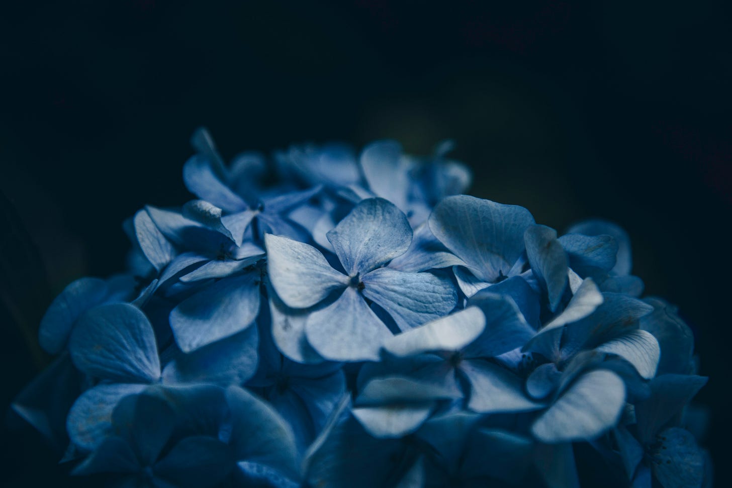 fiore blu di ortensia su sfondo nero