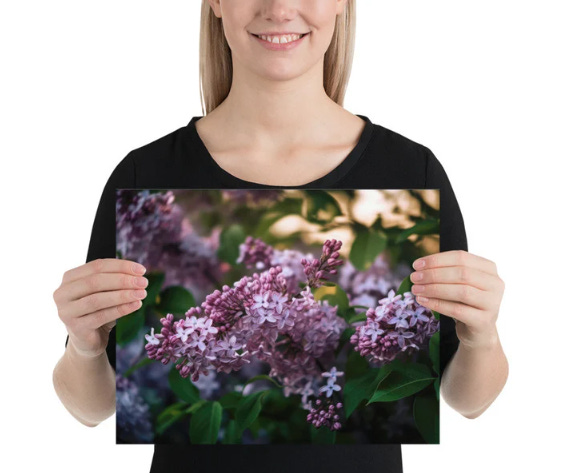 Lilac In Full Bloom Print With Free Shipping