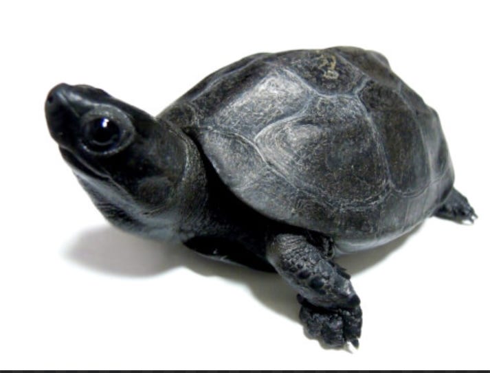 川の亀が、知らないうちに別の生き物になっていた ─ニホンイシガメと、日本のおくゆかしさの話