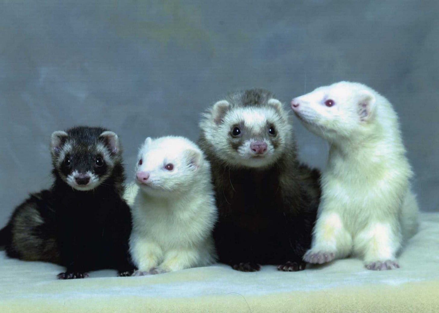 4 Ferrets - Ferrets Photo (1136601) - Fanpop 4 Ferrets - Ferrets Photo (1136601) - Fanpop