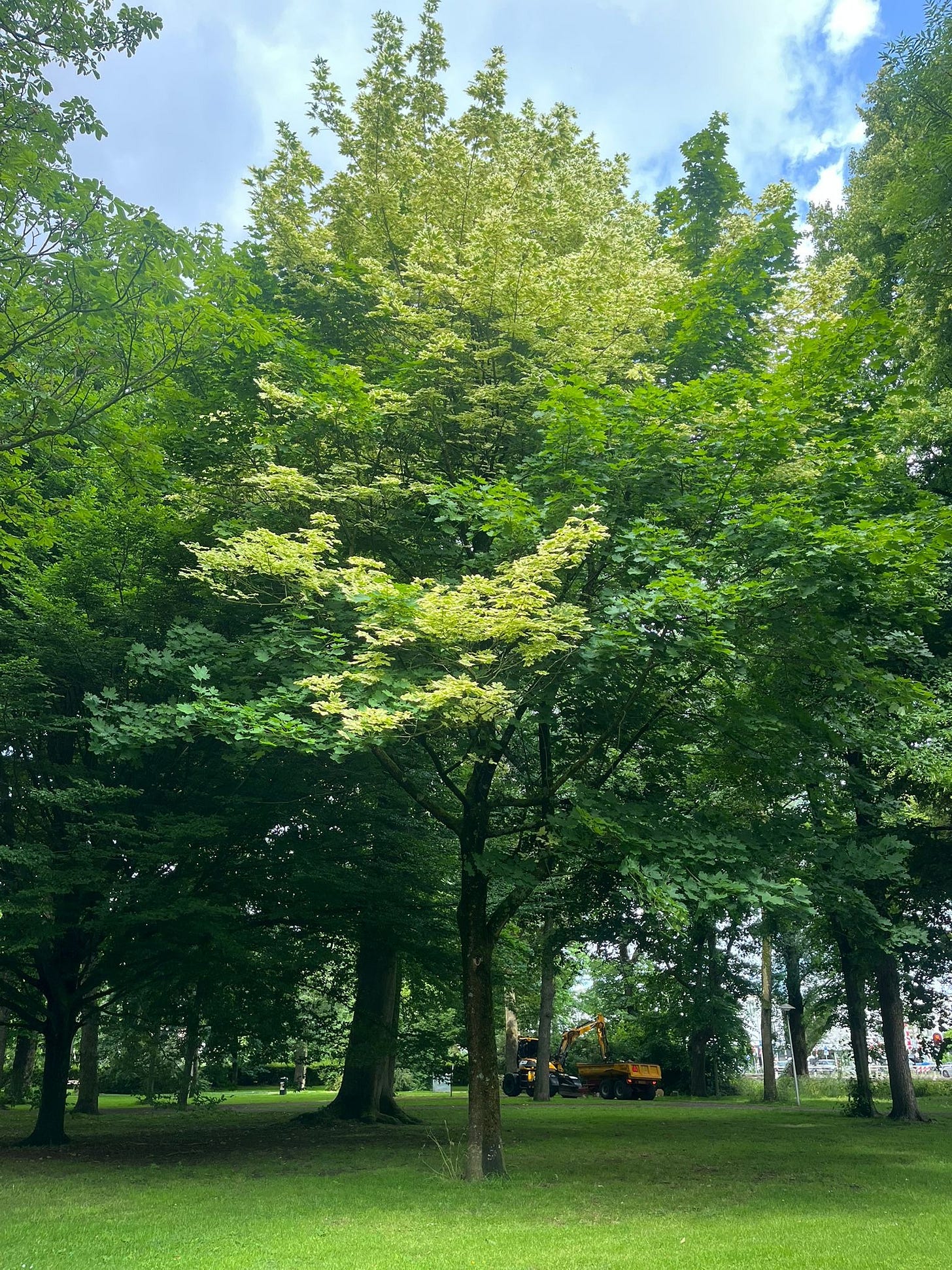 A large Norwegian maple tree.