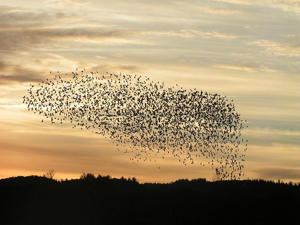 Flock of birds against the sunset