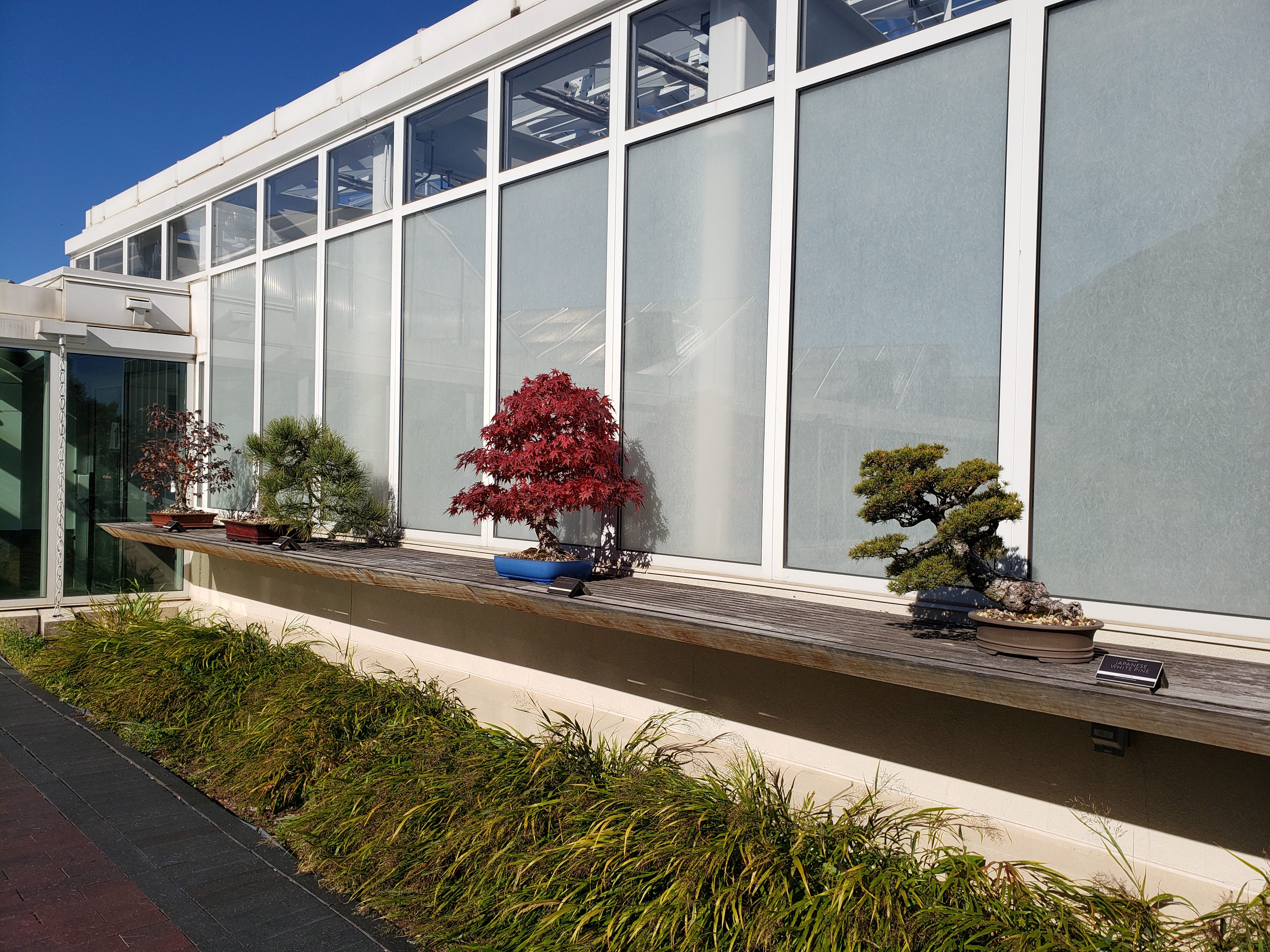 The Ordway Gardens Bonsai Collection: Como Review
