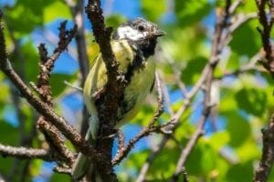 A bird in a tree