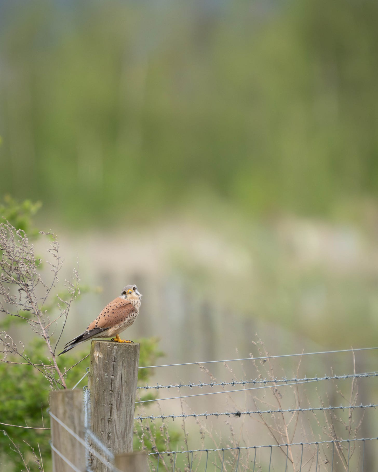 A chestnut brown bird of prey with a grey head, perched on a fence looking quizzically at the photographer A chestnut brown bird of prey with a grey head, perched on a fence looking quizzically at the photographer