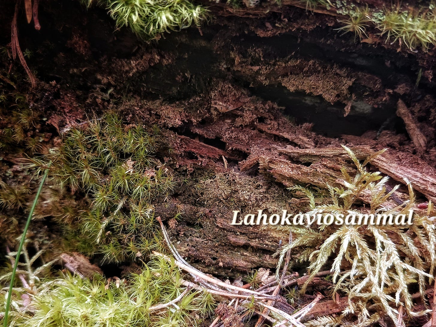 Kuvassa lahokaviosammal