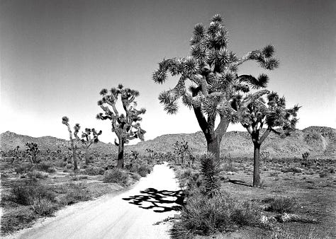 five photos that Kirk Marshall took. 1. B&W rolling sand dunes. 2. two metal dinosaur sculptures in a mock fight against a dark desert night. 3. B&W cactus along a road with the shadow of one across the road. 4. B&W an old destroyed tyre showing the decayed side walls while still attached to a rusted bumper. 5. A metal dragon sculpture created to look like it’s underneath the surface of the earth. A bright blue sky and some low lying hazy hills in the background.