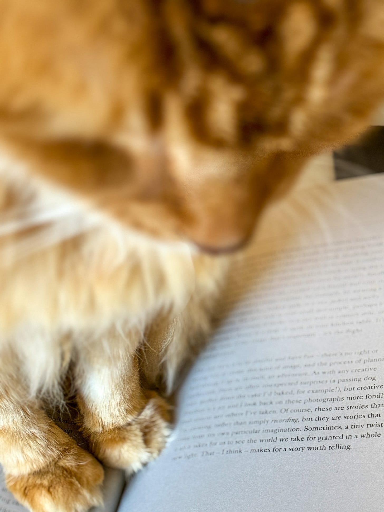 orange cat with paws on book as if reading words on the page