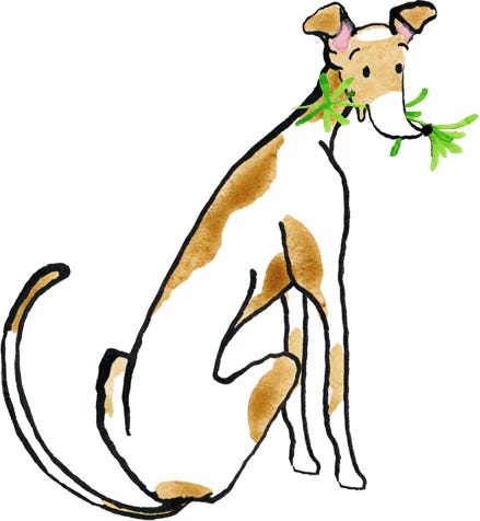 illustration of a whippet eating Cleavers