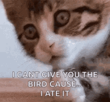 a close up of a cat with a caption that says `` i cant give you the bird cause ... i ate it '' a close up of a cat with a caption that says `` i cant give you the bird cause ... i ate it ''