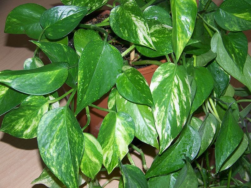 File:Pothos epipremnum feuilles.jpg